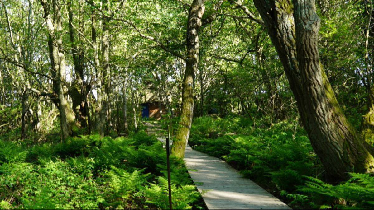 „Waldbaden - Shinrin Yoku“ – mit Katja Hausmann auf dem Naturpfad Vogelkoje Kampen in Naturpfad Vogelkoje Kampen, Lister Straße 100, 25999 Kampen