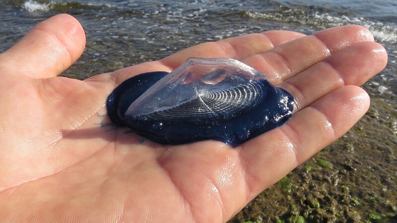 Klein, blau und außergewöhnlich: Der dunkelblaue Weichkörper der Segelqualle trägt an der Unterseite Fangtentakel, mit denen sie Planktonkrebse und Fischlarven erbeutet. Aufnahme: Sardinien.