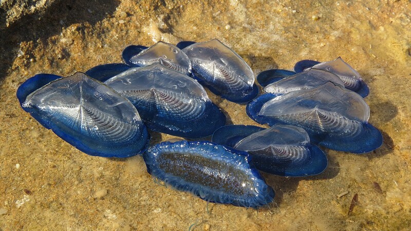 Wie kleine Segelboote auf dem Meer: Mit ihrem charakteristischen schräg stehenden Segel lassen sich Segelquallen (Velella velella) von Wind und Strömung über das Wasser treiben. Aufnahme: Sardinien.
