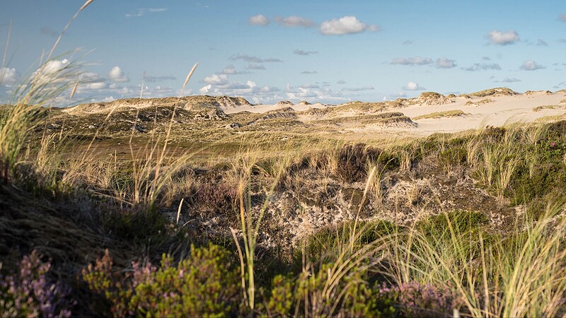 Ein Kraftort in Bewegung: Die bis zu 30 Meter hohen Lister Wanderdünen im Norden Sylts verändern durch den Westwind langsam ihre Position und prägen die einzigartige Naturlandschaft des Listlands.